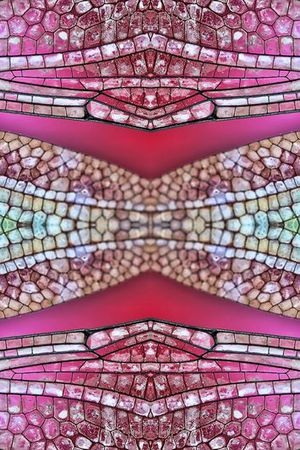 ♥红桃A〖豹纹纹理〗印花华亿平台图片