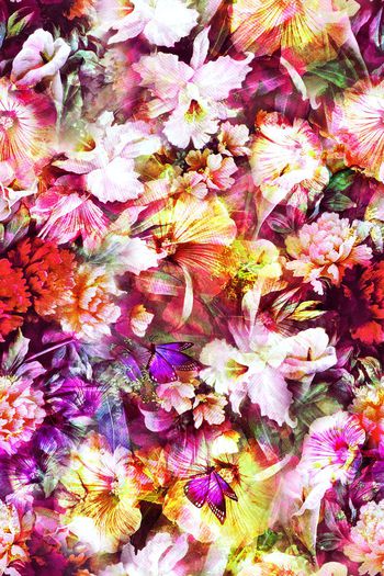 281368-花园中的蝴蝶