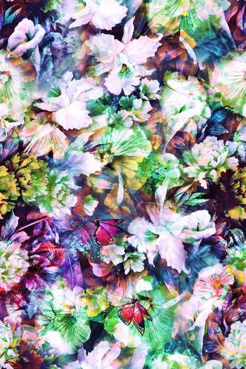 281369-花园中的蝴蝶