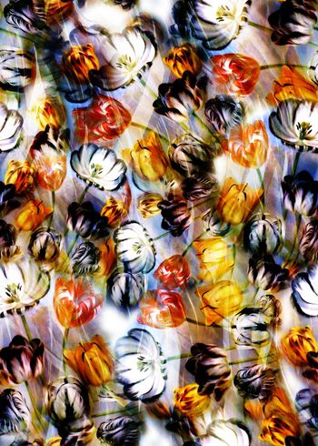 281541-多彩花卉花朵组合