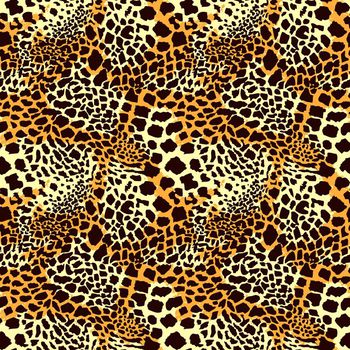 282643-普通豹纹14-13