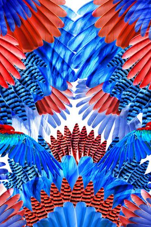 羽毛印花华亿平台图片