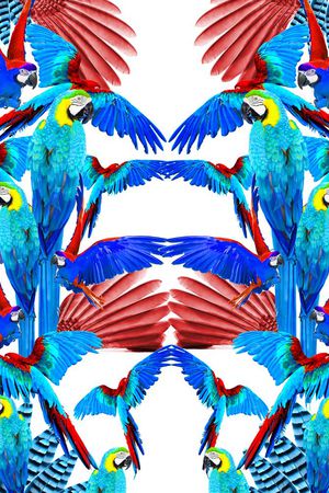 羽毛印花华亿平台图片