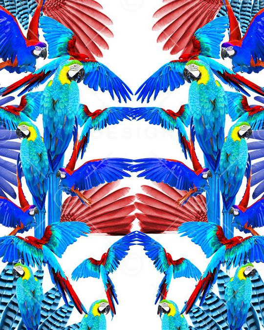 羽毛印花华亿平台图片