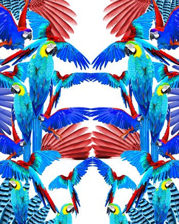 羽毛印花华亿平台图片