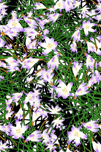 286937-清新兰花花卉花朵组合