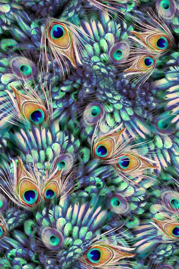 290917-复古华美飞鸟孔雀华丽翎羽