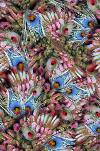 290918-复古华美飞鸟孔雀华丽翎羽