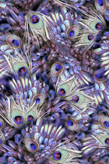 290920-复古华美飞鸟孔雀华丽翎羽