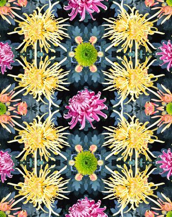 291365-写实照片设计之菊花