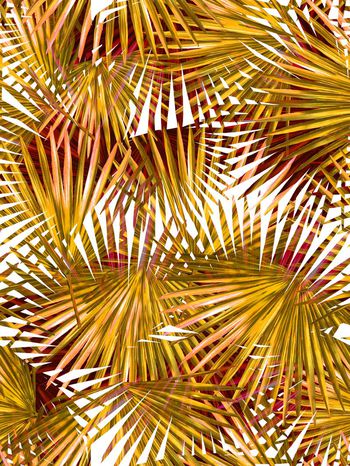 291603-热带风树叶