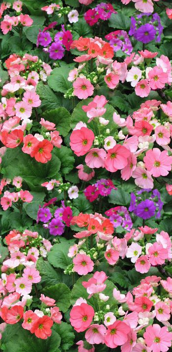 292973-田园烂漫小花