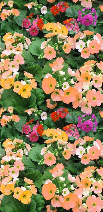 292974-田园烂漫小花