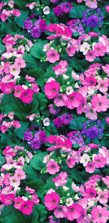 292975-田园烂漫小花