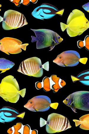 海洋鱼类印花华亿平台图片