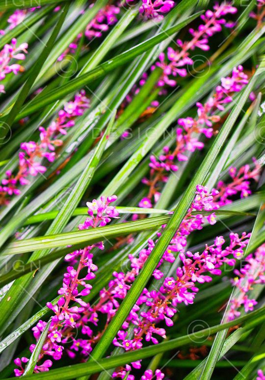 摄影写实花卉印花华亿平台图片