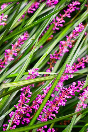 摄影写实花卉印花华亿平台图片