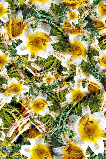 304836-多彩花卉花朵组合