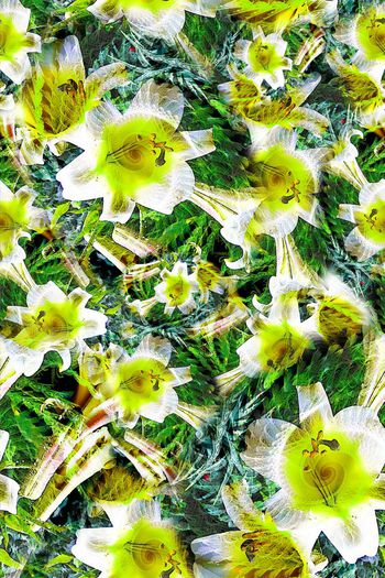 304837-多彩花卉花朵组合