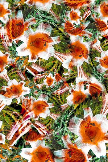 304838-多彩花卉花朵组合