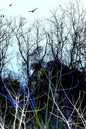 树木印花华亿平台图片