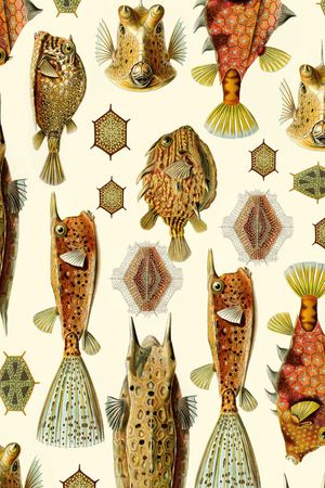 fugu印花华亿平台图片