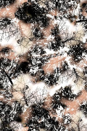 树枝枯枝印花华亿平台图片