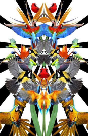 306458-WT295定位对称花鸟小鸟麻雀几何