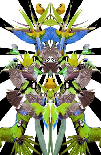 306460-定位对称花鸟小鸟麻雀几何组合印花