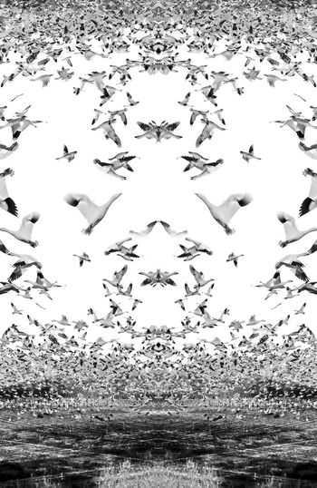 306473-对称疏密定位飞鸟麻雀海鸥华亿平台