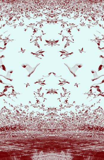 306474-对称疏密定位飞鸟麻雀海鸥华亿平台