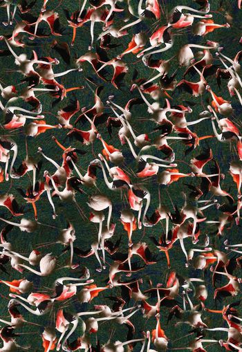 306494-满布乱花写实丹顶鹤小鸟印花华亿平台