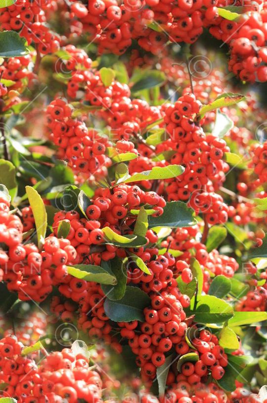 摄影写实印花华亿平台图片