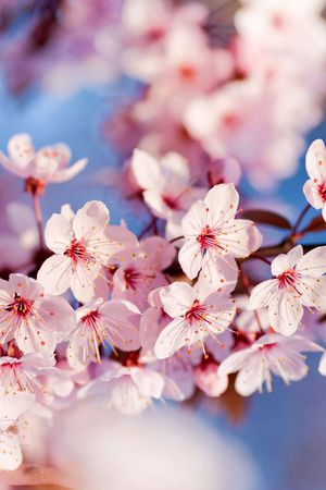 摄影写实花卉印花华亿平台图片