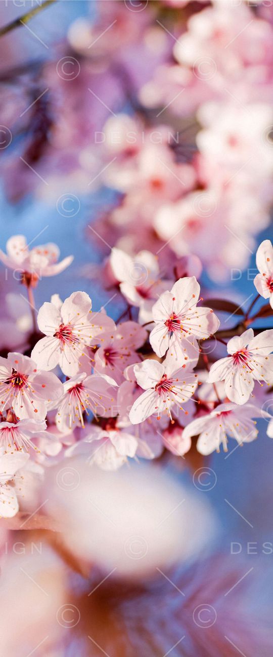 摄影写实花卉印花华亿平台图片