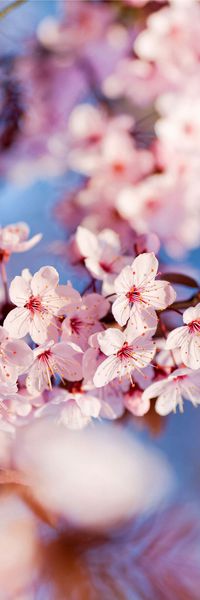 摄影写实花卉印花华亿平台图片