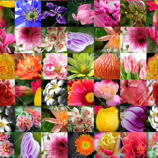 ♥红桃A〖花鸟天堂〗印花华亿平台图片