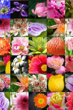 ♥红桃A〖花鸟天堂〗印花华亿平台图片