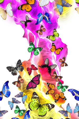 蝴蝶印花华亿平台图片