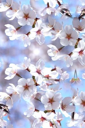 摄影写实花卉印花华亿平台图片