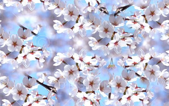 摄影写实花卉印花华亿平台图片