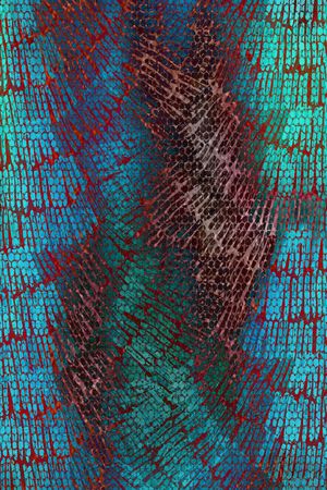 动物、花鸟、皮毛类印花华亿平台图片