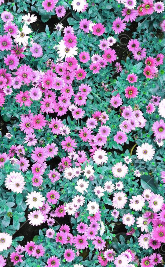 田园风印花华亿平台图片