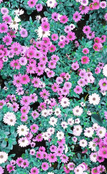 308971-美丽田园小花