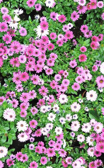 308972-美丽田园小花