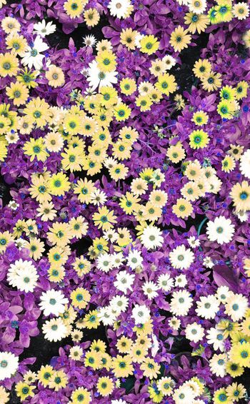 308974-美丽田园小花