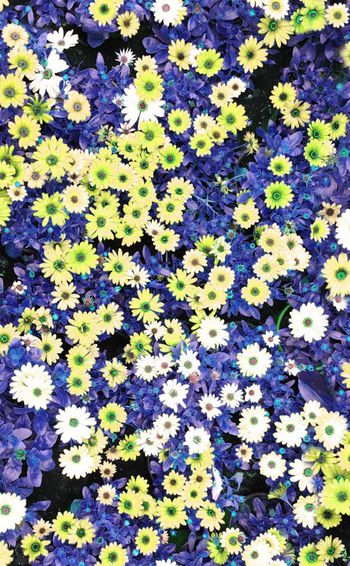 308975-美丽田园小花