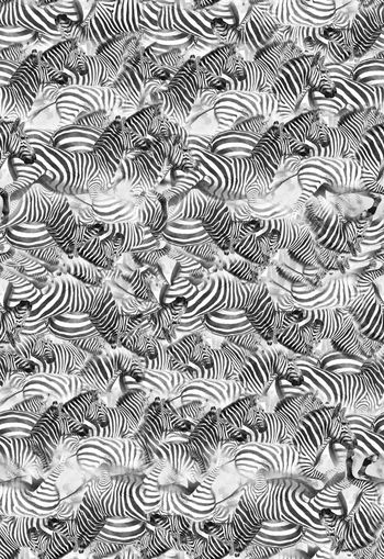310631-斑马斑马纹动物动物纹休闲印花