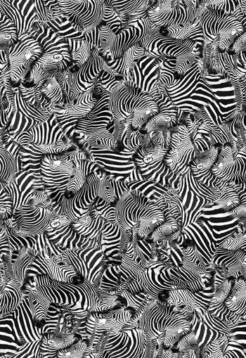 310634-斑马斑马纹动物动物纹乱花休闲印花