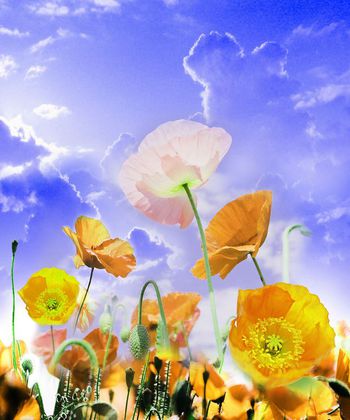 311971-数码定位鲜活花卉